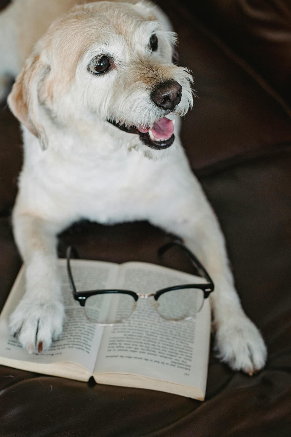 Reynolds - Friendly, Loyal, Smart, Helpful